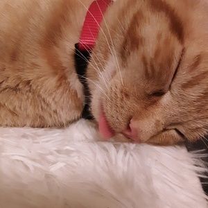 😻Loving Multi kitty home 💖